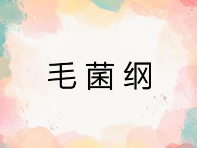 毛菌纲