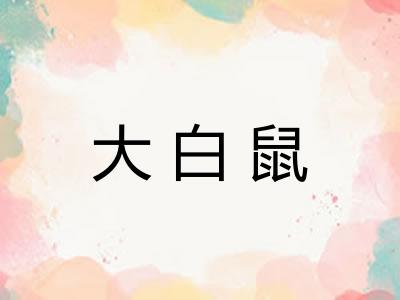 大白鼠