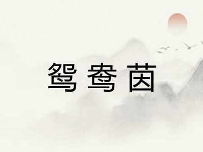 鸳鸯茵