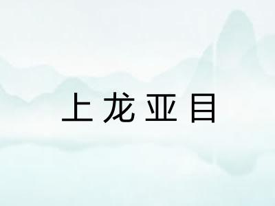 上龙亚目