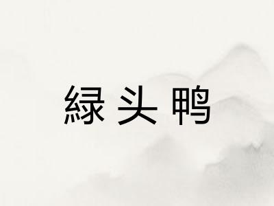 緑头鸭