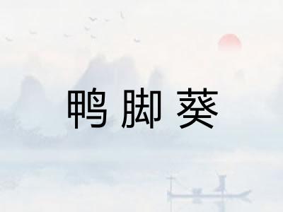 鸭脚葵