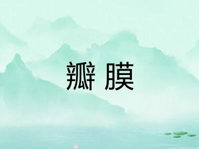 瓣膜