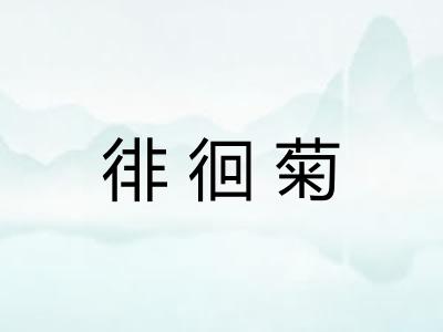 徘徊菊