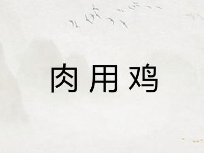 肉用鸡