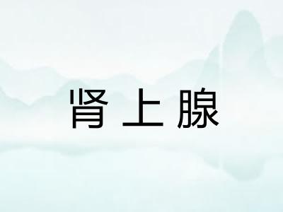 肾上腺