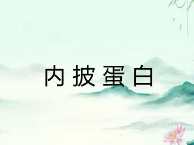 内披蛋白