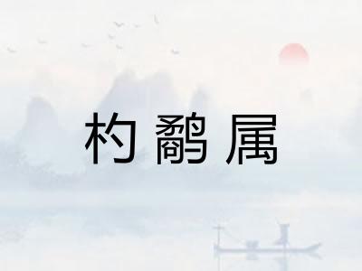 杓鹬属