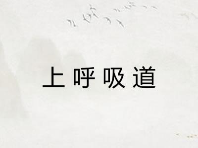 上呼吸道