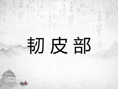 韧皮部