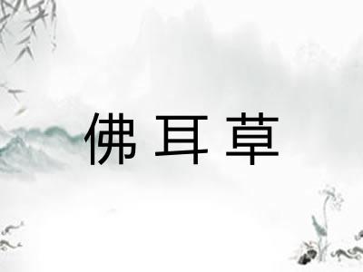 佛耳草