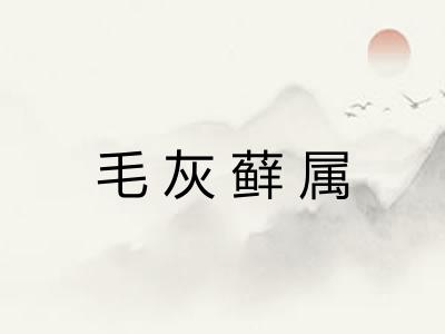 毛灰藓属