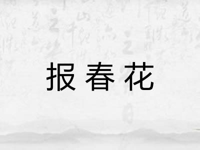 报春花