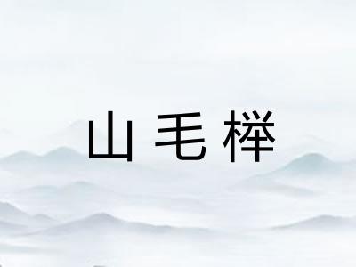 山毛榉
