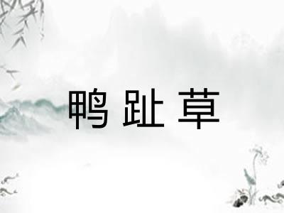 鸭趾草