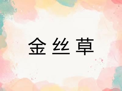 金丝草