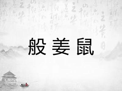 般姜鼠