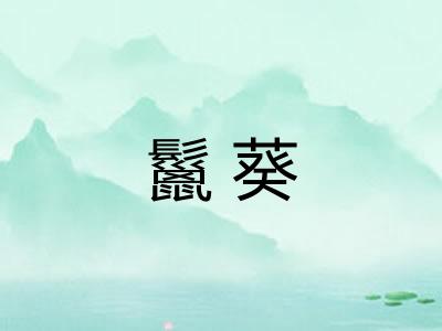 鬣葵