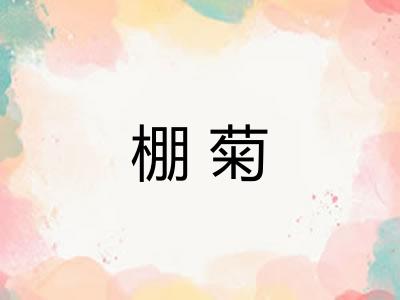 棚菊