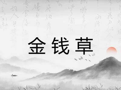 金钱草