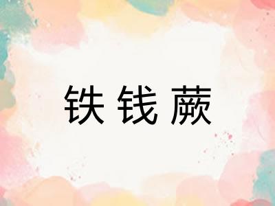 铁钱蕨