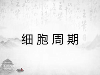 细胞周期