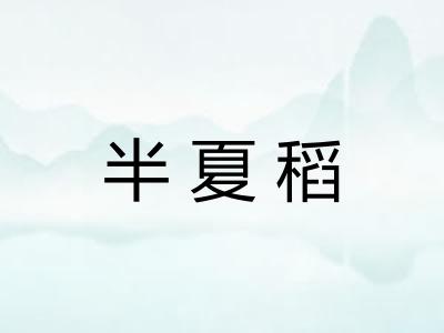 半夏稻