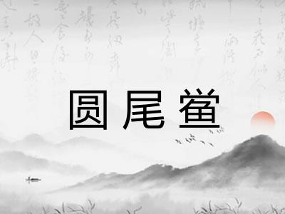 圆尾鲎