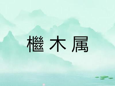 檵木属