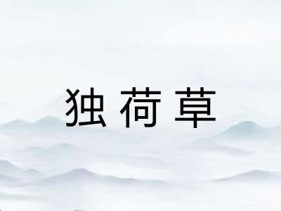 独荷草