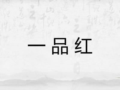 一品红