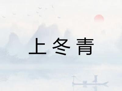 上冬青