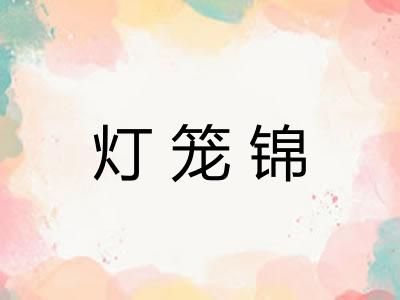 灯笼锦