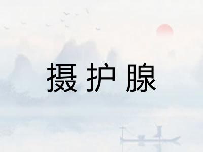 摄护腺
