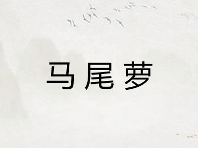 马尾萝