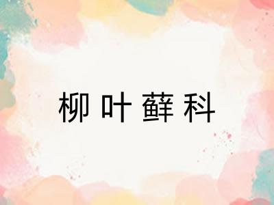 柳叶藓科