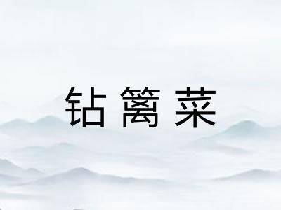 钻篱菜